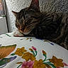Bum joined the competition — help win amazing prizes! cat, tabby, sleeping, paw, floral_pillow, close_up, indoor, feline, resting, cute, whiskers, fur, peaceful, animal, pet, cozy, face, texture, soft, relaxation