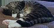 Bum joined the competition — help win amazing prizes! cat, tabby, sleeping, paws, tail, blanket, indoor, pet, resting, cozy, fur, striped, domestic_cat, feline, relaxed, cute, animal, bedroom, comfort, quiet