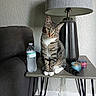 Bum is registered to the contest to win money with this photo: cat, tabby_cat, green_eyes, table, lamp, water_bottle, decorative_containers, living_room, sofa, carpet, wall, furniture, indoor, pet, curious, sitting, household, cozy, domestic, portrait