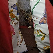 Bum is registered to the contest to win money with this photo: cat, cushion, floral_pattern, curious, peeking, indoor, cozy, hide_and_seek, fabric, decor, home, pet, animal, texture, colorful, soft, playful, resting, shy, closeup