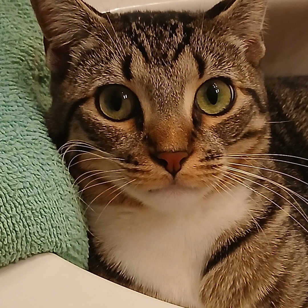 Bum is registered to the contest to win money with this photo: cat, tabby_cat, green_eyes, whiskers, sink, towel, domestic_cat, pet, close_up, feline, curious, indoor, striped_fur, animal, portrait, looking, face, ears, fur, relaxed