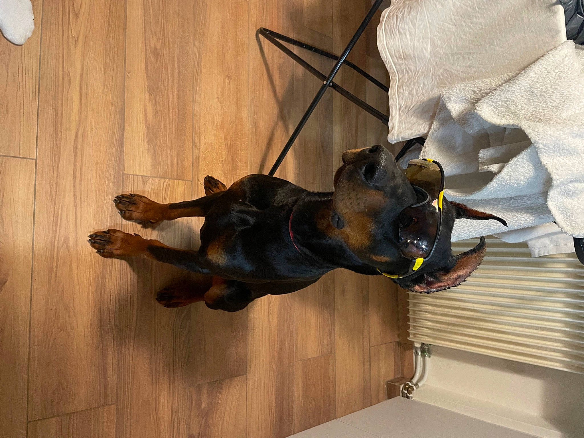 Ace a rejoint le concours — aidez-le/la à gagner de superbes lots ! bat, canidae, carnivore, companion_dog, dog, dog_breed, dog_collar, fawn, hardwood, leash, liver, pet_supply, sculpture, snout, sporting_group, tail, toy_dog, window, wood, working_animal