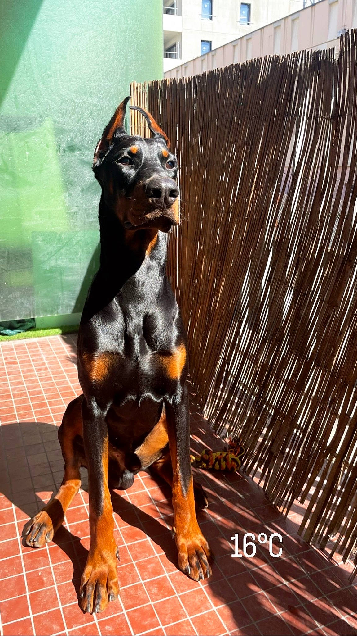 Ace a rejoint le concours — aidez-le/la à gagner de superbes lots ! animal_figure, art, bronze, bronze_sculpture, canidae, carnivore, companion_dog, dog, dog_breed, fawn, liver, metal, sculpture, snout, sporting_group, statue, tail, terrestrial_animal, wood, working_animal