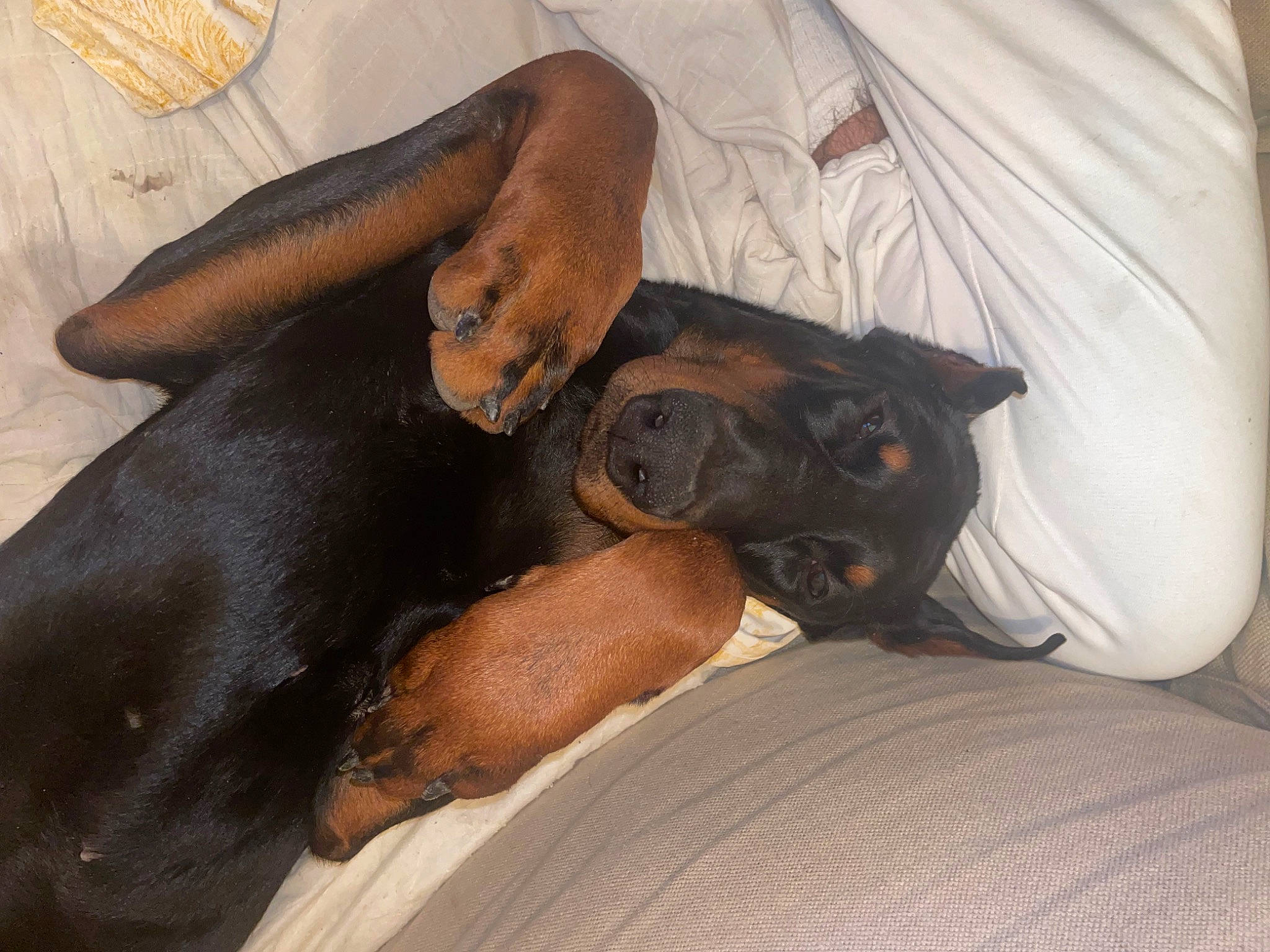 Ace a rejoint le concours — aidez-le/la à gagner de superbes lots ! bed, canidae, carnivore, comfort, companion_dog, dog, dog_breed, ear, fawn, guard_dog, hound, linens, liver, montenegrin_mountain_hound, nap, snout, sporting_group, toy_dog, working_animal, working_dog