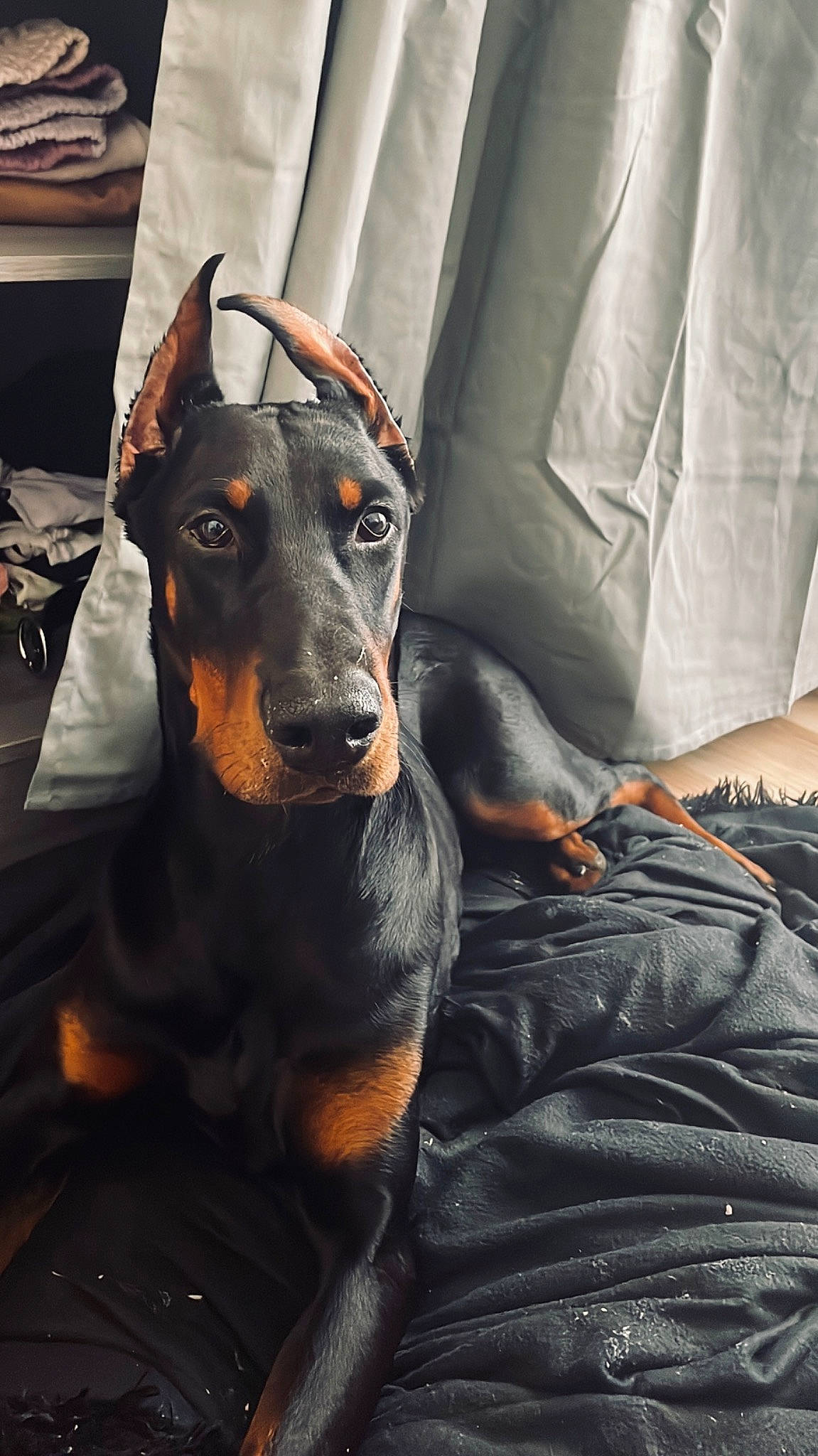 Ace participe au concours pour gagner de l'argent avec cette photo : canidae, carnivore, comfort, companion_dog, couch, dog, dog_breed, ear, fur, grey, guard_dog, pinscher, sitting, snout, sporting_group, toy_dog, whiskers, working_animal, working_dog