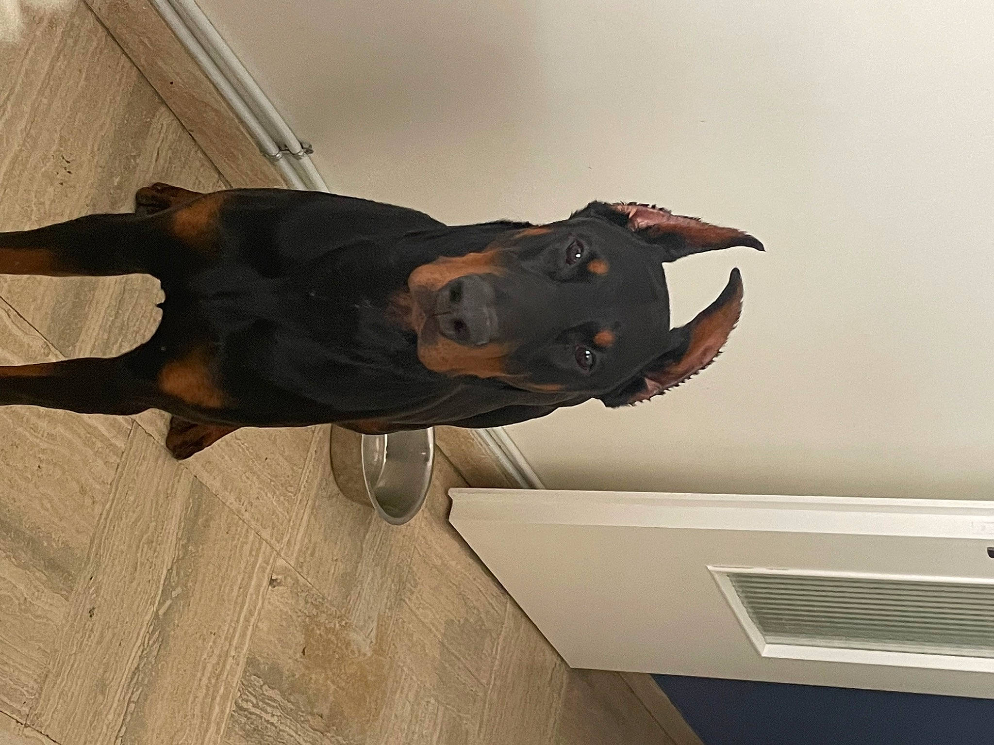 Ace a rejoint le concours — aidez-le/la à gagner de superbes lots ! carnivore, ceiling, dog, dog_breed, fawn, flooring, guard_dog, hardwood, liver, metal, pet_supply, plywood, sporting_group, tail, terrestrial_animal, wood, wood_flooring, wood_stain, working_animal