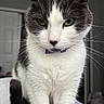 Nala joined the competition — help win amazing prizes! cat, black_and_white, green_eyes, purple_collar, whiskers, fur, pet, animal, portrait, close_up, indoors, bed, sitting, alert, staring, cute, nose, ears, tail, domestic
