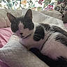 Nala is registered to the contest to win money with this photo: cat, black_and_white, pet, animal, feline, close_up, portrait, sitting, lounging, bed, pillow, bedding, indoor, home, cozy, floral, patterned, whiskers, ears, relaxed
