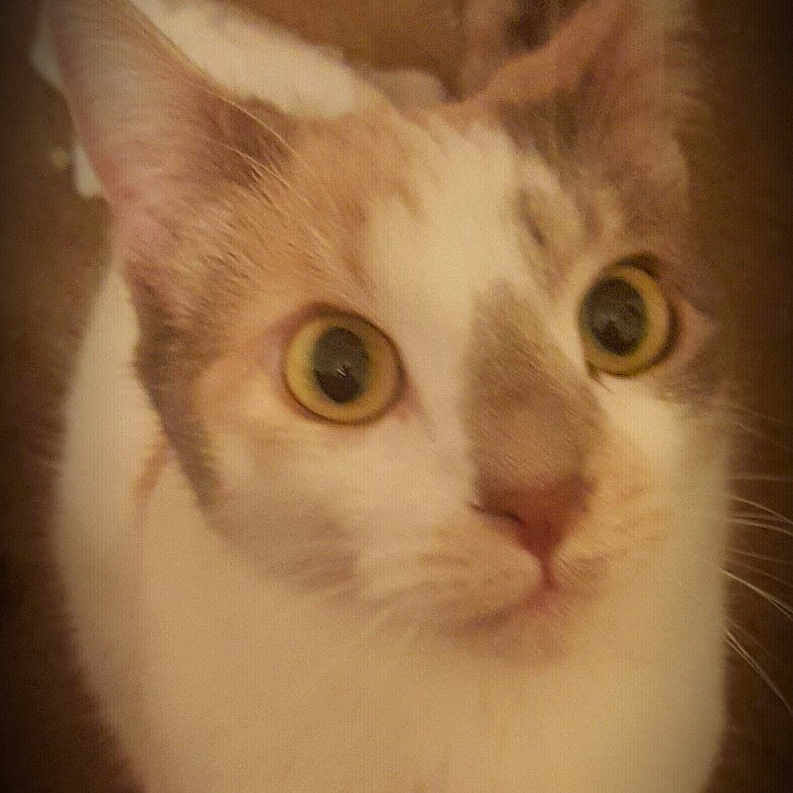 Kaluha