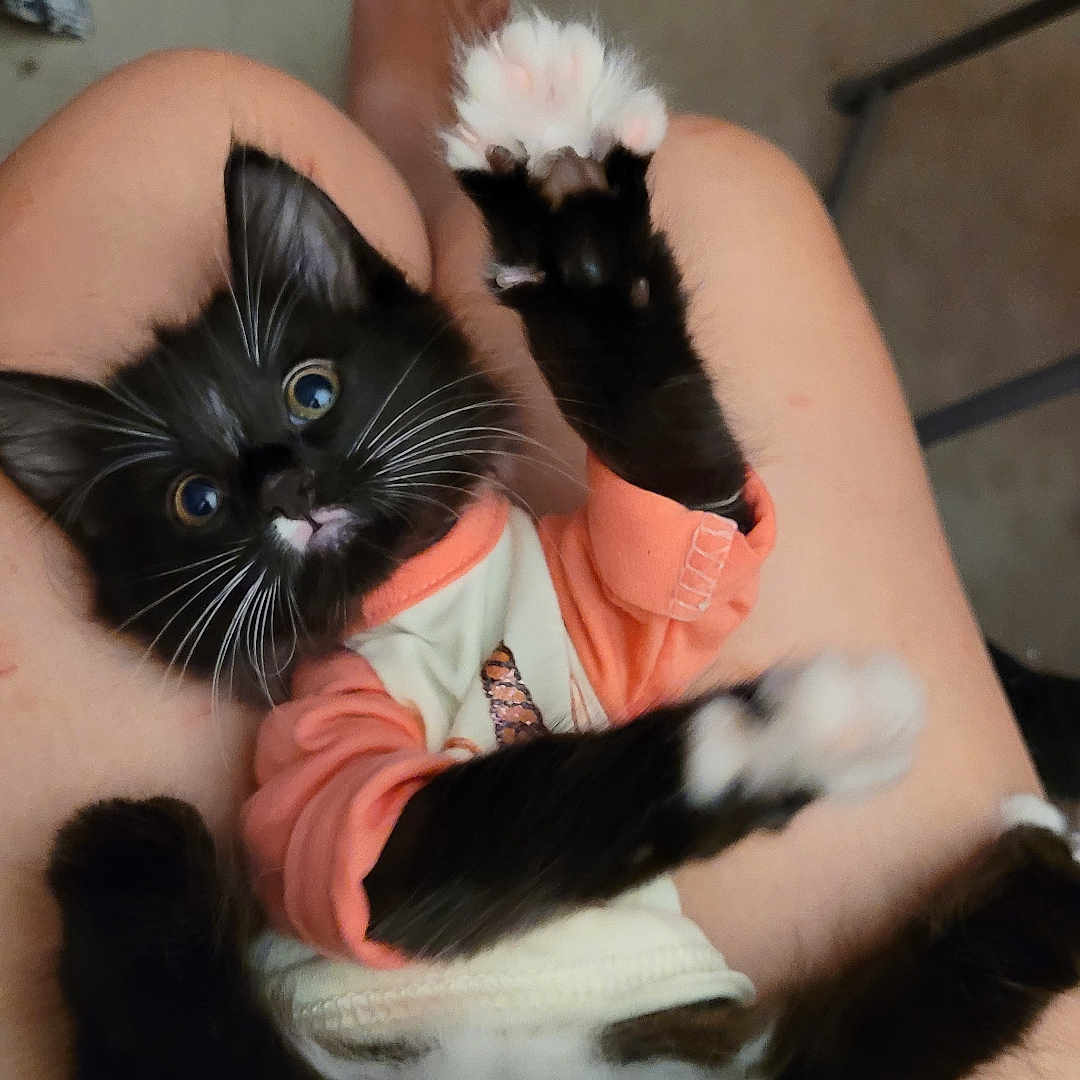 Mittens is registered to the contest to win money with this photo: animal, black_and_white, cat, closeup, clothing, cute, feline, fur, indoor, kitten, lap, legs, paw, person, pet, playful, relaxed, shirt, whiskers, young