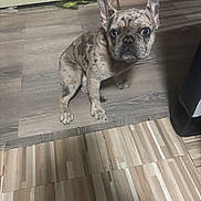 Chanel is registered to the contest to win money with this photo: dog, french_bulldog, puppy, indoor, floor, wooden_floor, brindle, pet, cute, animal, small_dog, ears_up, looking_up, mismatched_floor, floor_tiles, domestic_animal, companion, sitting, young_dog, curious