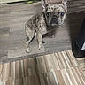 dog, french_bulldog, puppy, indoor, floor, wooden_floor, brindle, pet, cute, animal, small_dog, ears_up, looking_up, mismatched_floor, floor_tiles, domestic_animal, companion, sitting, young_dog, curious
