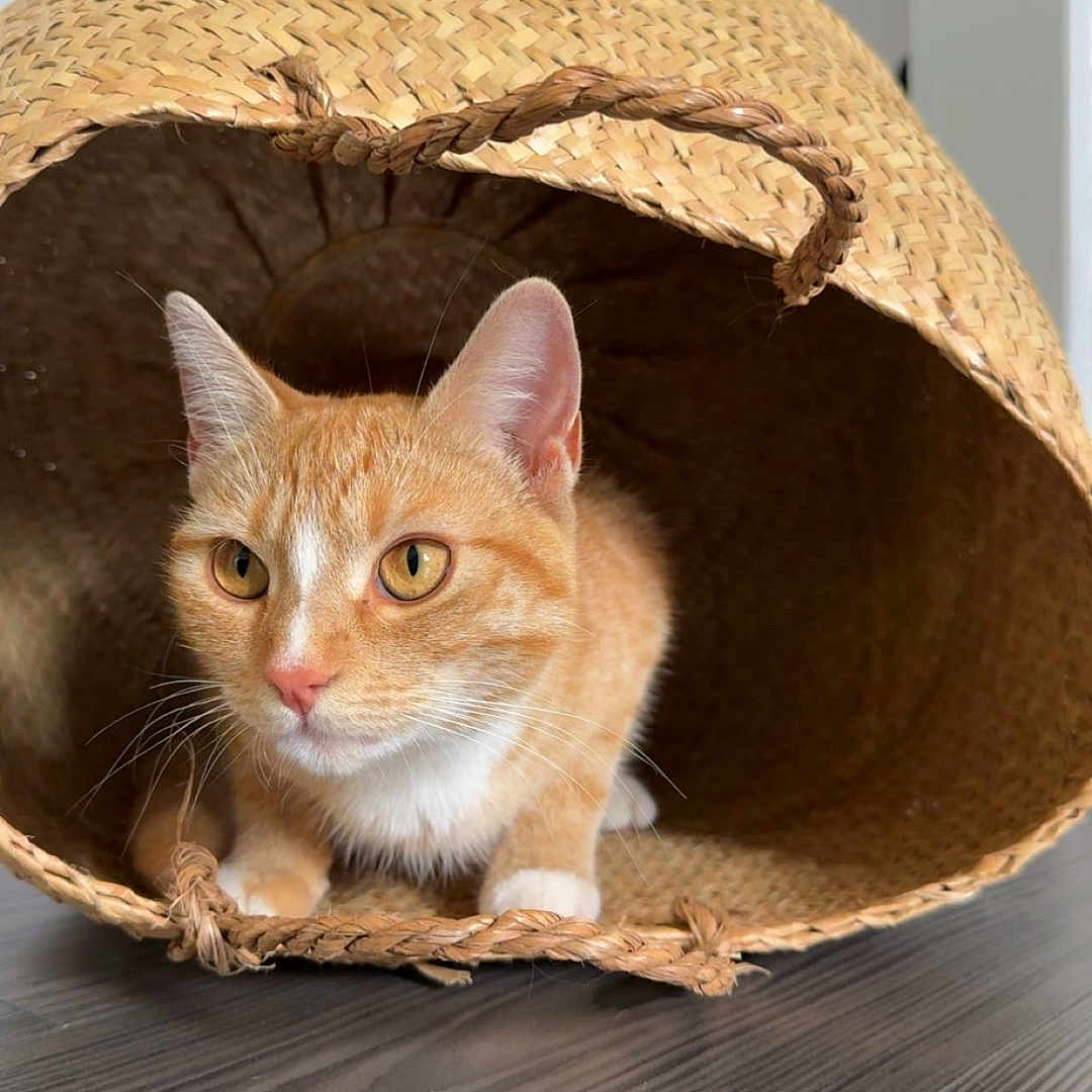 Mimi participe au concours pour gagner de l'argent avec cette photo : animal, basket, cat, close_up, curious, cute, domestic_animal, ears, eyes, feline, home, indoor, orange_tabby, pet, playful, resting, texture, whiskers, wooden_floor, woven
