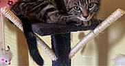 Benny participe au concours pour gagner de l'argent avec cette photo : kitten, cat, cat_tree, tabby, indoor, pet, feline, toy_mouse, black, beige, yellow_wall, pink_jacket, curious, resting, young, domestic_animal, cute, pet_accessory, furniture, playful