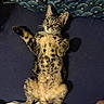 Benny a rejoint le concours — aidez-le/la à gagner de superbes lots ! cat, kitten, tabby, pet, animal, lying_down, paws, collar, bed, blanket, cushion, indoor, looking_up, fur, cute, whiskers, playful, resting, domestic_cat, young