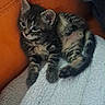 Benny participe au concours pour gagner de l'argent avec cette photo : kitten, tabby, cat, pet, animal, cozy, blanket, couch, orange, blue_sleeve, resting, cute, feline, indoor, soft_texture, legs, striped, young, small, comfort