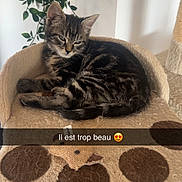 Benny participe au concours pour gagner de l'argent avec cette photo : cat, kitten, tabby, cat_bed, paw_shaped_bed, indoor, plant, leafy_plant, furniture, pet, cute, sleepy, resting, cozy, animal, domestic_cat, fur, close_up, adorable, text_overlay
