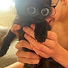 Blacky a rejoint le concours — aidez-le/la à gagner de superbes lots ! black_kitten, cat, kitten, person, glasses, hands, indoor, natural_light, window, shorts, holding, cute, pet, animal, feline, young, funny_eyes, digital_edit, portrait, close_up