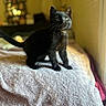 black_cat, kitten, pet, indoor, blanket, curious, feline, young_cat, soft_light, texture, cozy, animal, fur, whiskers, alert, small, cute, domestic_cat, bed, warm_light
