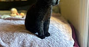 Blacky a rejoint le concours — aidez-le/la à gagner de superbes lots ! black_kitten, kitten, cat, pet, animal, indoor, bed, blanket, soft_light, window, cozy, furniture, home, cute, small, young, fur, sitting, resting, curious