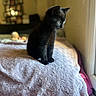 black_kitten, kitten, cat, pet, animal, indoor, bed, blanket, soft_light, window, cozy, furniture, home, cute, small, young, fur, sitting, resting, curious