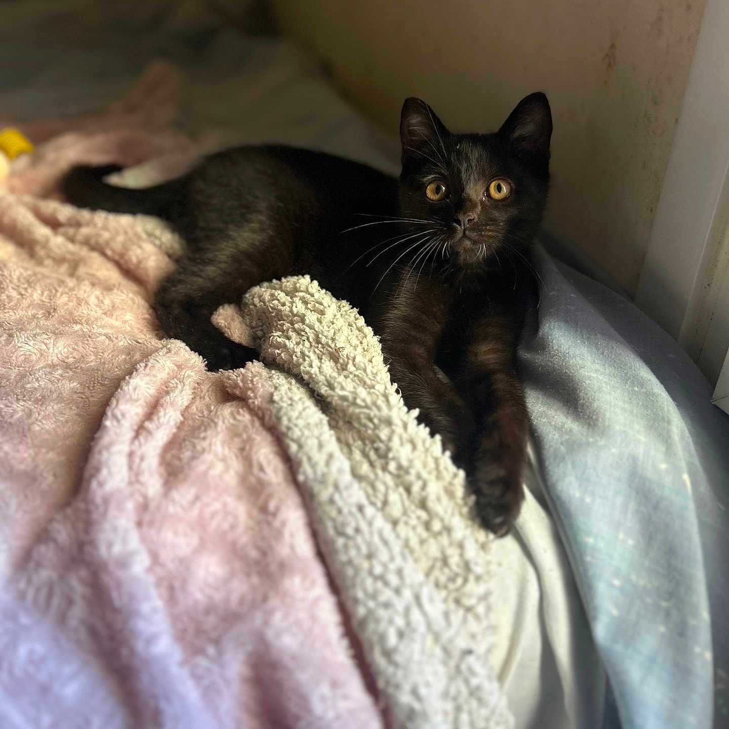 Blacky