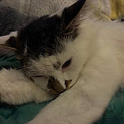 Sally joined the competition — help win amazing prizes! animal, black, cat, close_up, cozy, cute, domestic_cat, feline, fur, indoor, paw, pet, portrait, relaxed, resting, sleeping, soft, tabby, whiskers, white