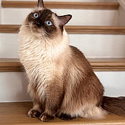 Blue Le joined the competition — help win amazing prizes! cat, ragdoll, blue_eyes, fluffy, long_hair, staircase, wooden_stairs, indoor, pet, portrait, sitting, whiskers, fur, paws, tail, curious, close_up, cozy, domestic_animal, brown_tone