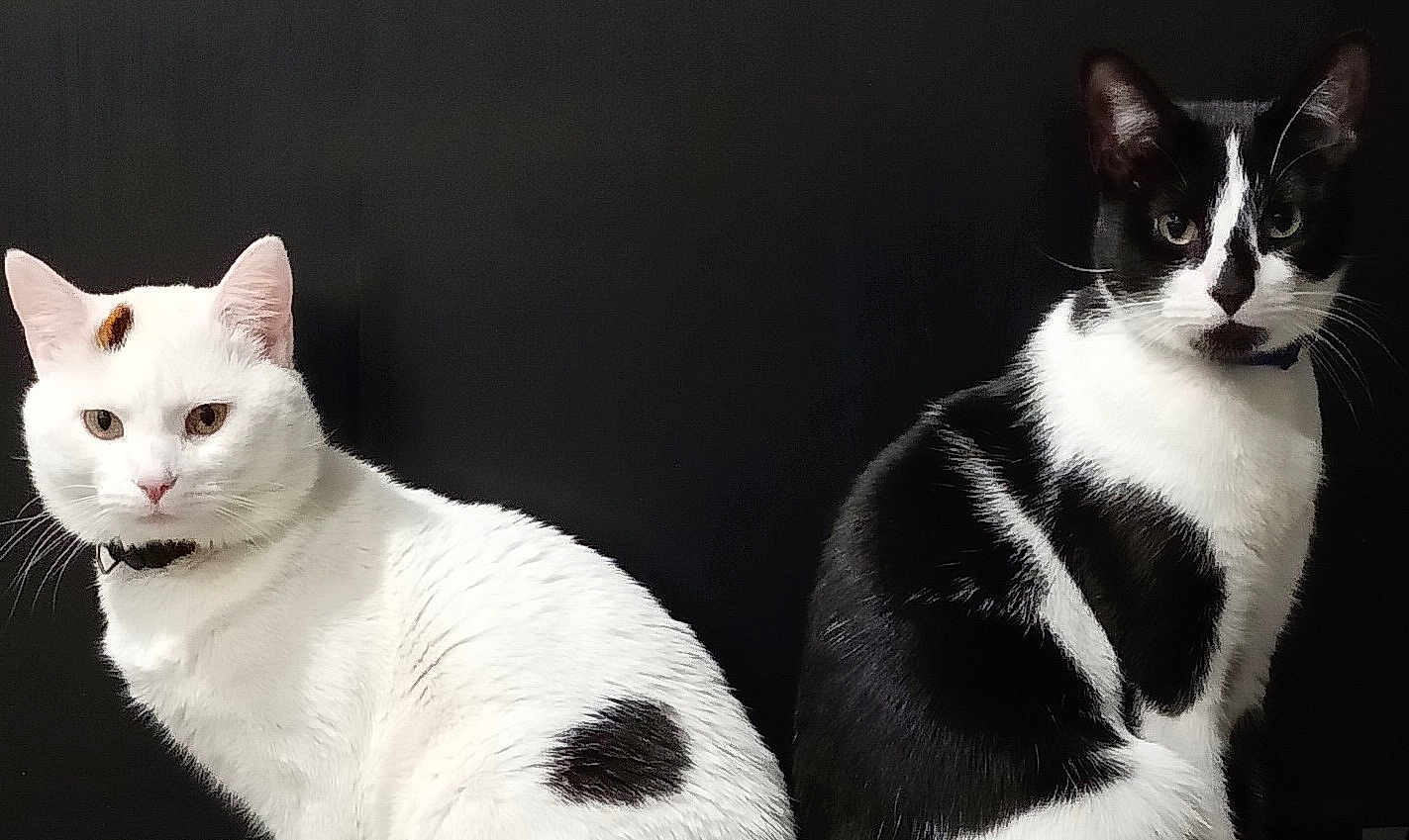 Bentley And Chester