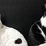 Bentley And Chester joined the competition — help win amazing prizes! abyssinian, angora, animal, blackcat, cat, egyptiancat, indoors, kitten, manx, pet, siamese, snout, white