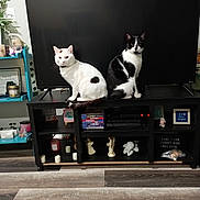 Bentley And Chester is registered to the contest to win money with this photo: animal, architecture, building, cat, clothing, computerhardware, electronics, entertainmentcenter, footwear, furniture, hardware, indoors, livingroom, monitor, pet, room, screen, shelf, shoe, tv
