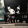 animal, architecture, building, cat, clothing, computerhardware, electronics, entertainmentcenter, footwear, furniture, hardware, indoors, livingroom, monitor, pet, room, screen, shelf, shoe, tv