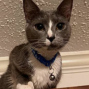 Mellie joined the competition — help win amazing prizes! cat, gray_cat, white_fur, young_cat, collar, bell, paw, whiskers, ears, eyes, portrait, indoor, textured_ceiling, wooden_surface, close_up, pet, curious, domestic, feline, nose