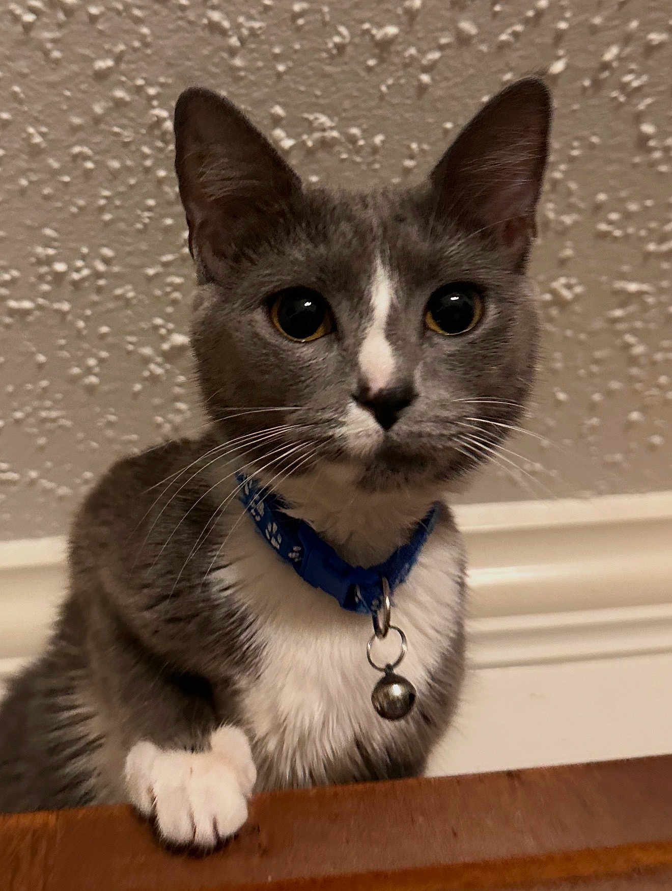 Mellie joined the competition — help win amazing prizes! cat, gray_cat, white_fur, young_cat, collar, bell, paw, whiskers, ears, eyes, portrait, indoor, textured_ceiling, wooden_surface, close_up, pet, curious, domestic, feline, nose