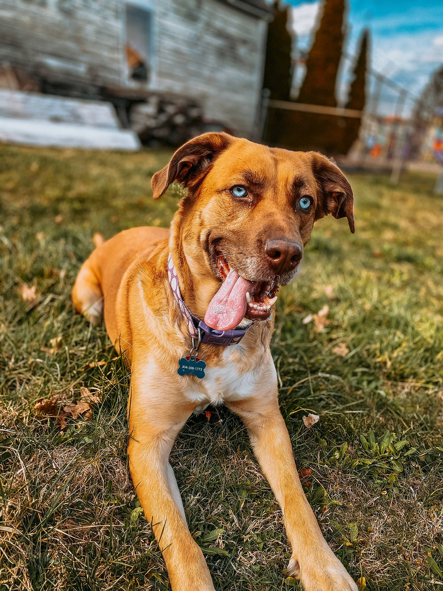 Lilah is registered to the contest to win money with this photo: canidae, carnivore, companion_dog, dog, dog_breed, fawn, grass, hound, hunting_dog, mammal, mountain_cur, plant, potcake_dog, rare_breed_dog, rhodesian_ridgeback, snout, sporting_group, vertebrate, working_dog