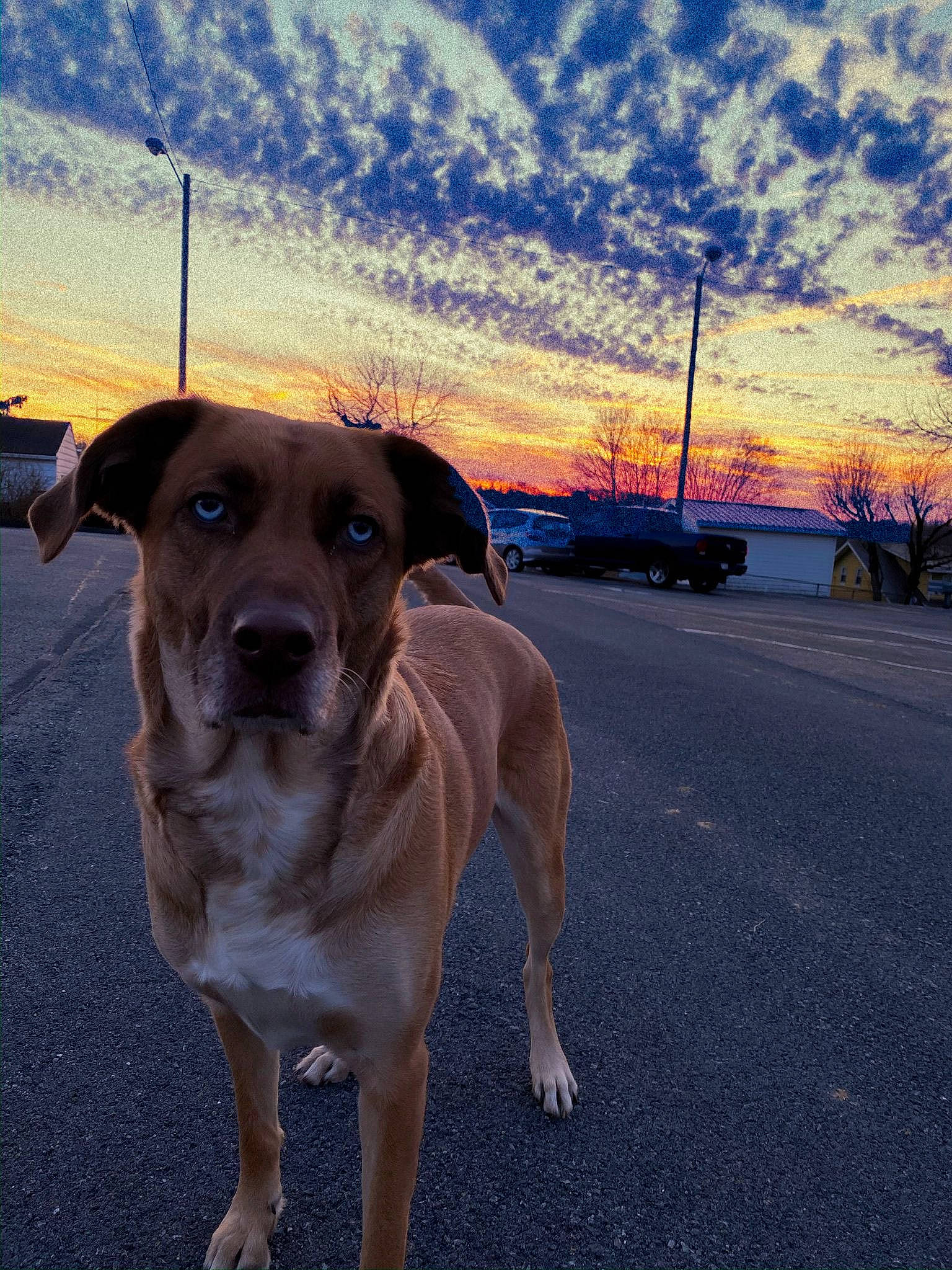 Lilah joined the competition — help win amazing prizes! canidae, carnivore, cloud, dog, dog_breed, dog_walking, fawn, guard_dog, meteorological_phenomenon, mountain, nose, potcake_dog, road, sky, snout, sporting_group, street_dog, sunlight, sunset, working_dog