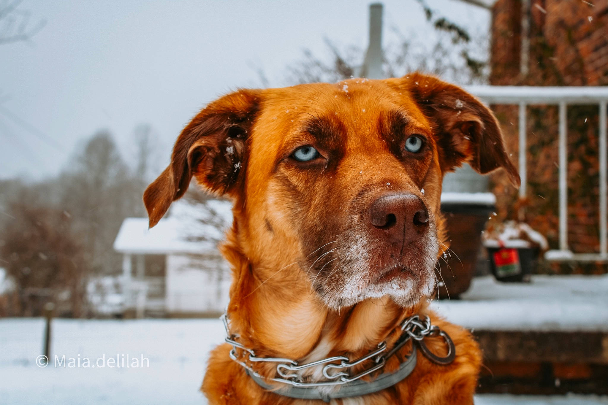 Lilah joined the competition — help win amazing prizes! canidae, carnivore, collar, companion_dog, dog, dog_breed, dog_collar, dog_supply, fawn, fence, fur, liver, pet_supply, sky, snout, snow, sporting_group, whiskers, winter, working_animal