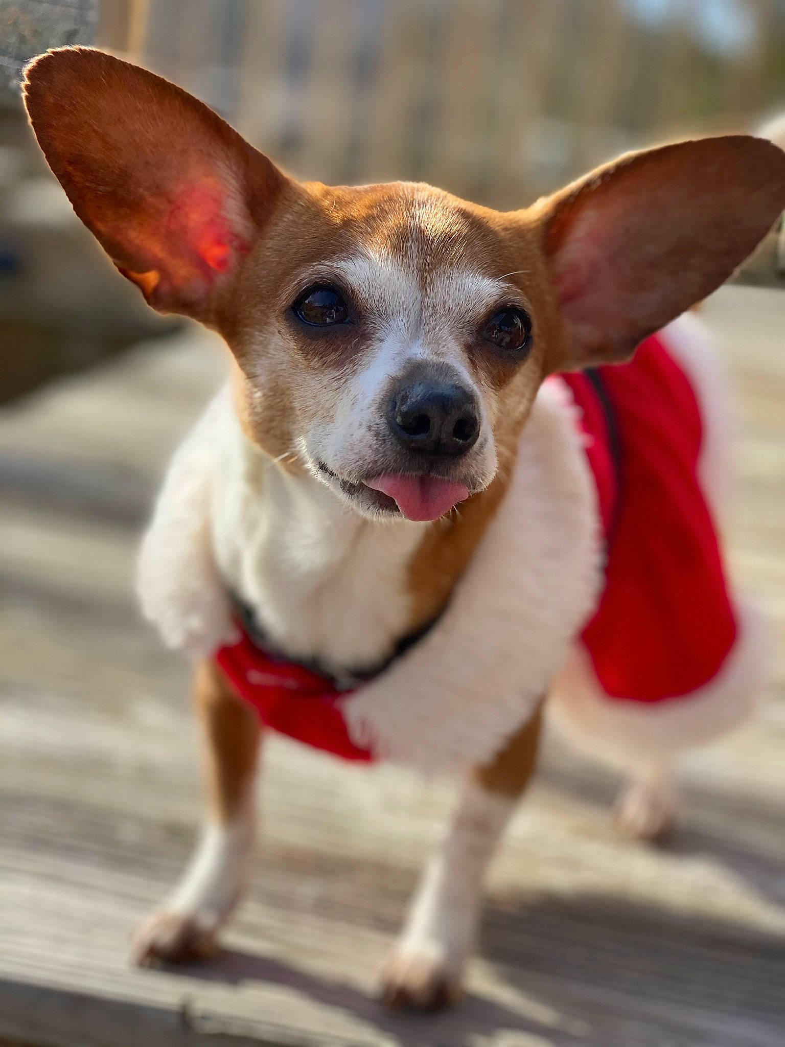 Chi Chi joined the competition — help win amazing prizes! canidae, carnivore, chihuahua, companion_dog, corgi_chihuahua, dog, dog_breed, dog_clothes, ear, mammal, miniature_fox_terrier, puppy, rat_terrier, snout, teddy_roosevelt_terrier, tenterfield_terrier, toy_dog, toy_fox_terrier, vertebrate, whiskers