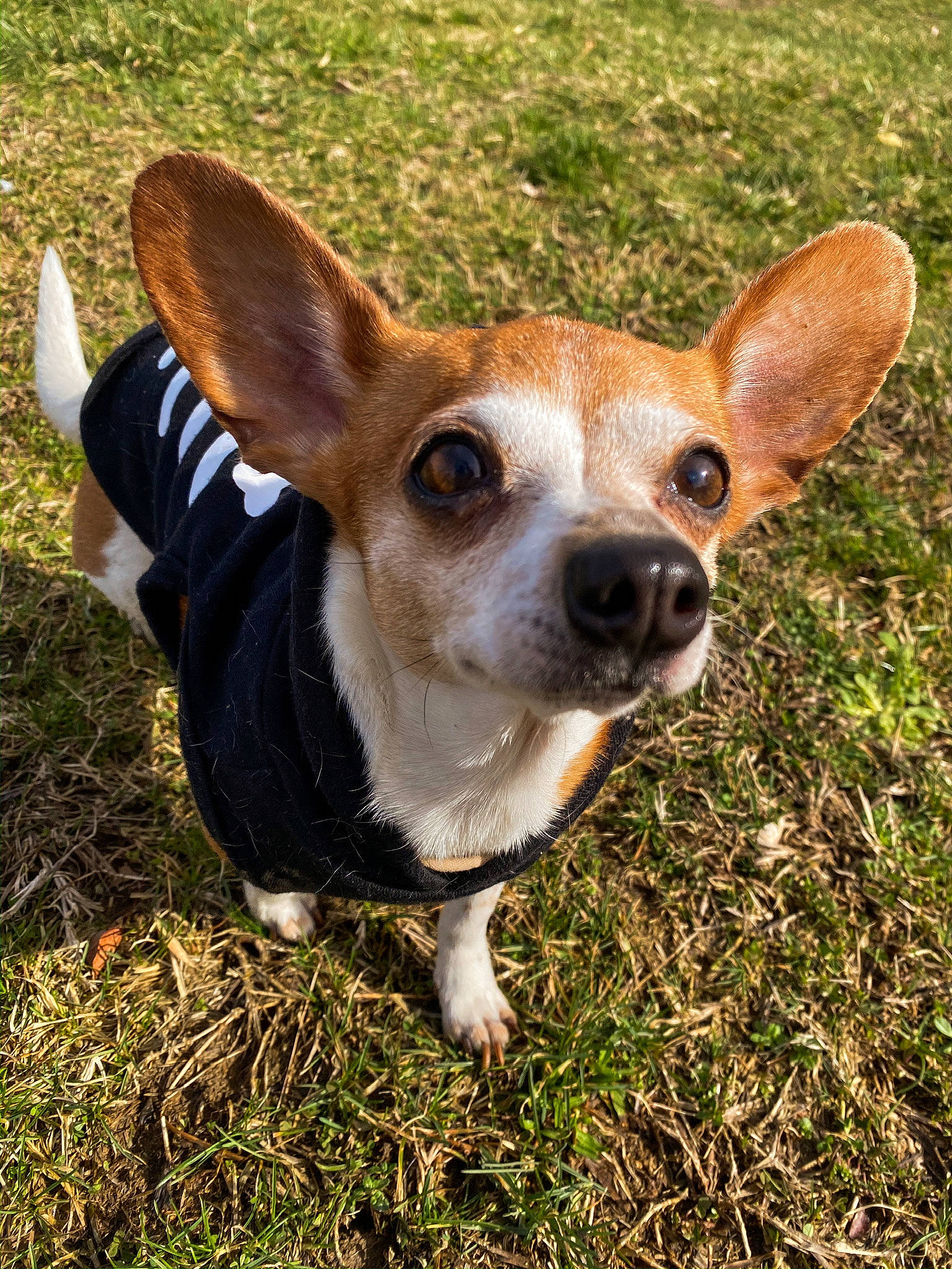 Chi Chi joined the competition — help win amazing prizes! canidae, cardigan_welsh_corgi, carnivore, companion_dog, corgi_chihuahua, dog, dog_breed, ear, fawn, grass, mammal, pembroke_welsh_corgi, photography, plant, rat_terrier, snout, sporting_group, teddy_roosevelt_terrier, vertebrate, welsh_corgi