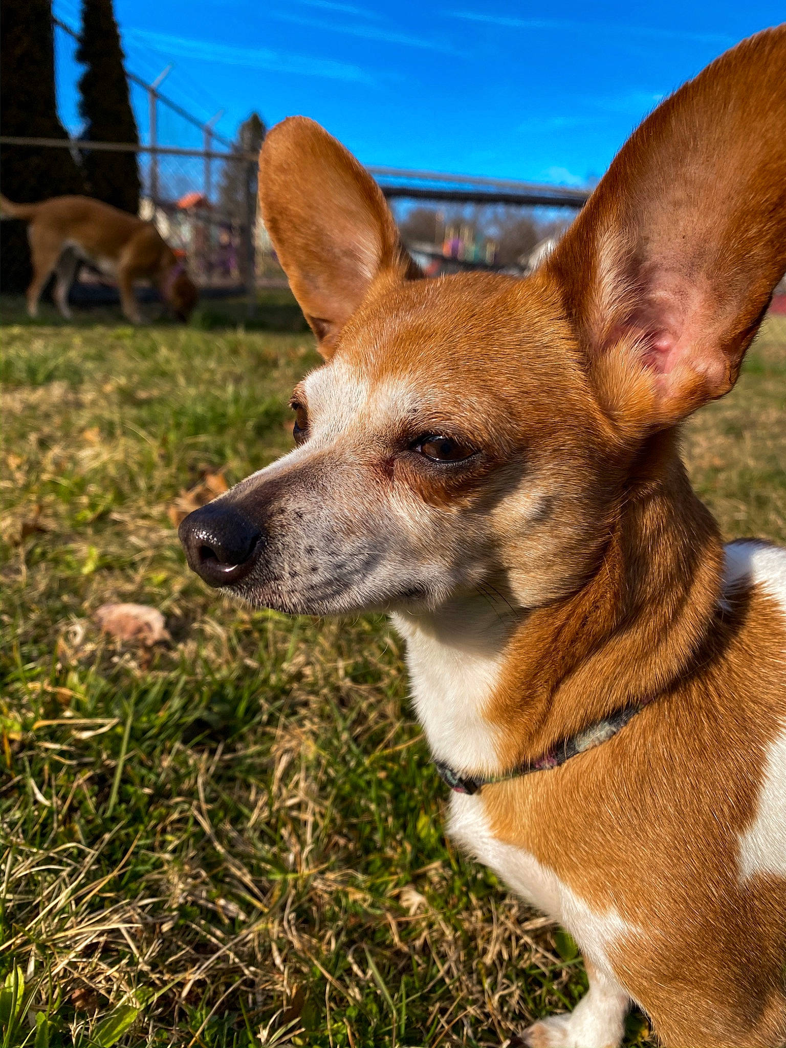 Chi Chi joined the competition — help win amazing prizes! canidae, carnivore, chihuahua, companion_dog, corgi_chihuahua, dog, dog_breed, ear, fawn, grass, mammal, pembroke_welsh_corgi, plant, puppy, sky, snout, vertebrate, welsh_corgi, whiskers, wildlife
