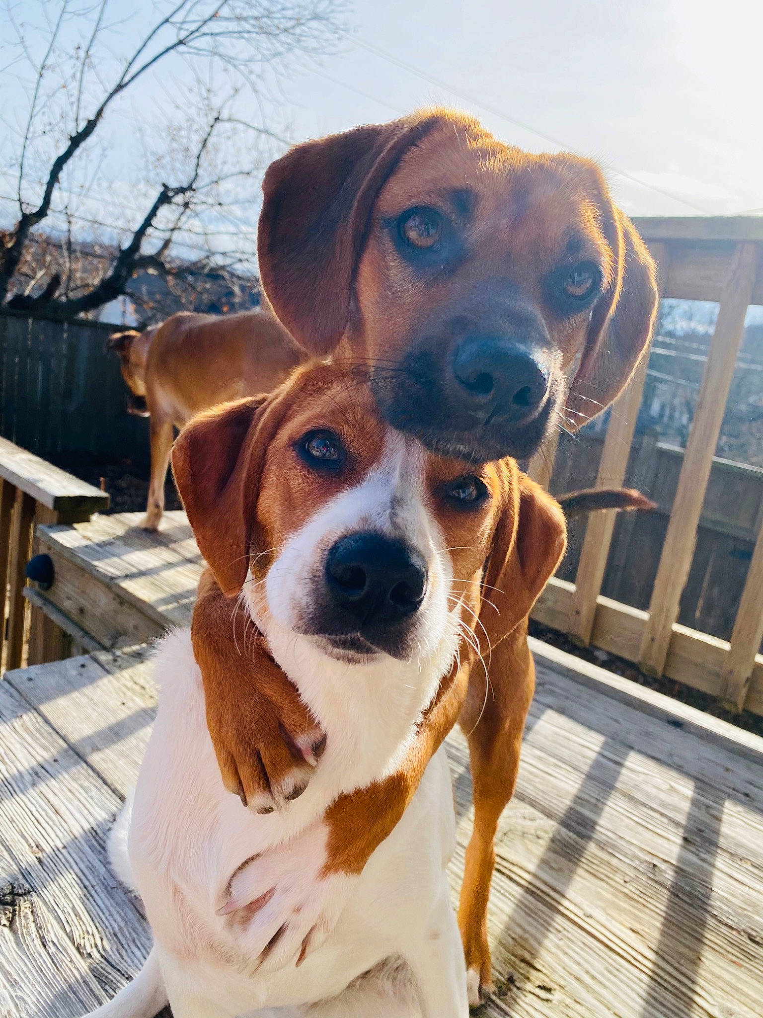 Marley joined the competition — help win amazing prizes! american_foxhound, beagle, beagle_harrier, canidae, carnivore, companion_dog, coonhound, dog, dog_breed, english_foxhound, estonian_hound, harrier, hound, hunting_dog, mammal, rare_breed_dog, snout, sporting_group, treeing_walker_coonhound, vertebrate