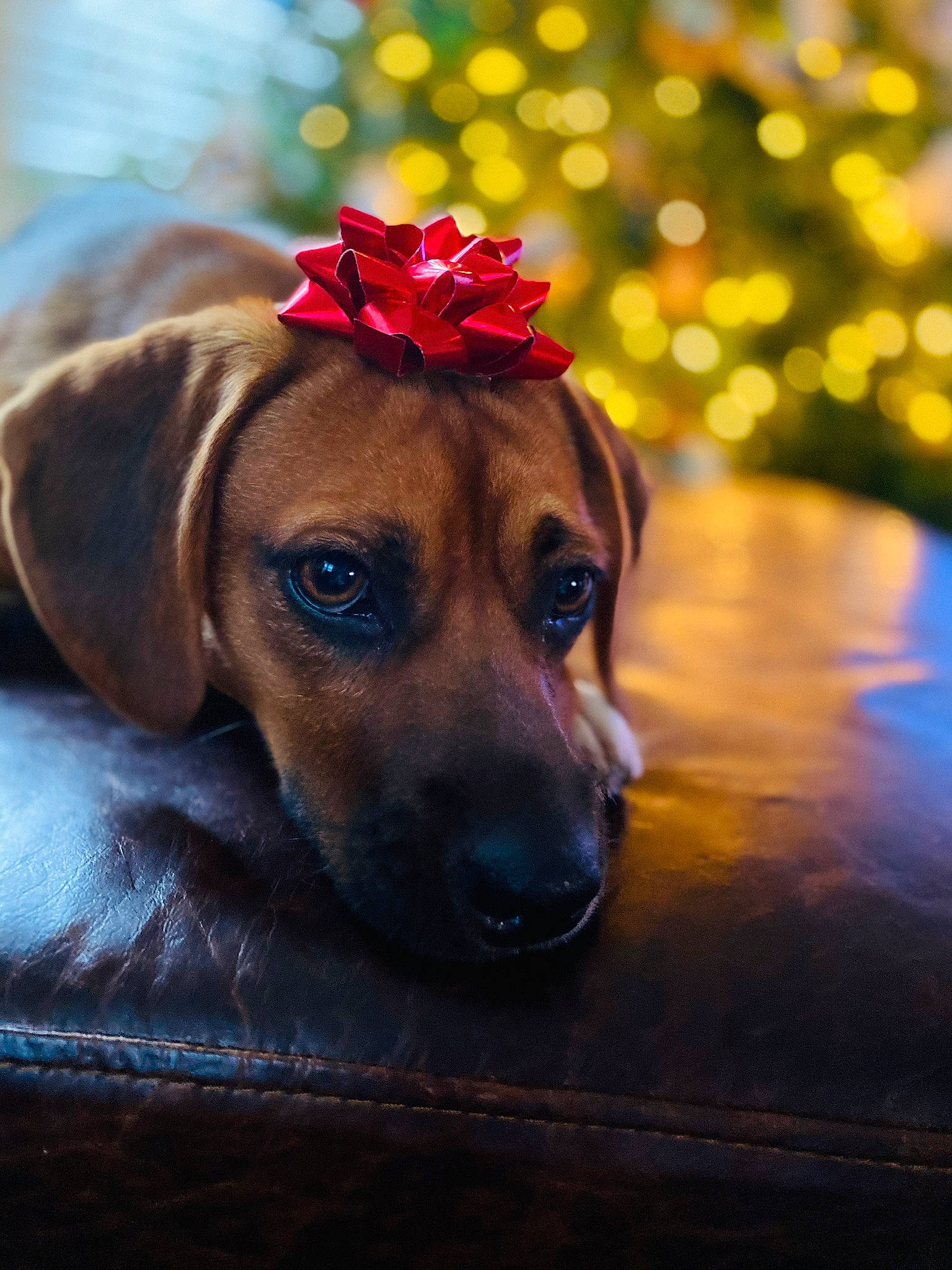 Marley is registered to the contest to win money with this photo: canidae, carnivore, dog, dog_breed, ear, fawn, hound, mammal, mountain_cur, nose, puppy, rhodesian_ridgeback, snout, whiskers