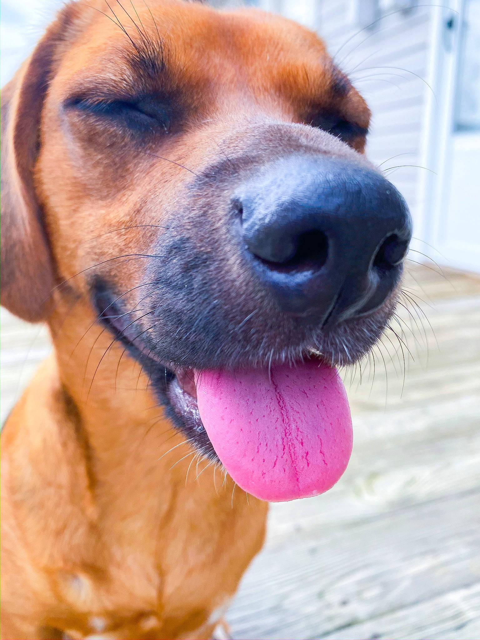 Marley joined the competition — help win amazing prizes! black_mouth_cur, broholmer, canidae, carnivore, coonhound, dog, dog_breed, ear, fawn, hound, hunting_dog, mammal, nose, rare_breed_dog, redbone_coonhound, rhodesian_ridgeback, snout, tongue, vertebrate, whiskers