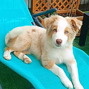 Azur participe au concours pour gagner de l'argent avec cette photo : puppy, dog, blue_eyes, outdoor, chair, lattice, garden, green_grass, relaxing, fur, cute, pet, animal, summer, resting, canine, young, fluffy, nature, daylight
