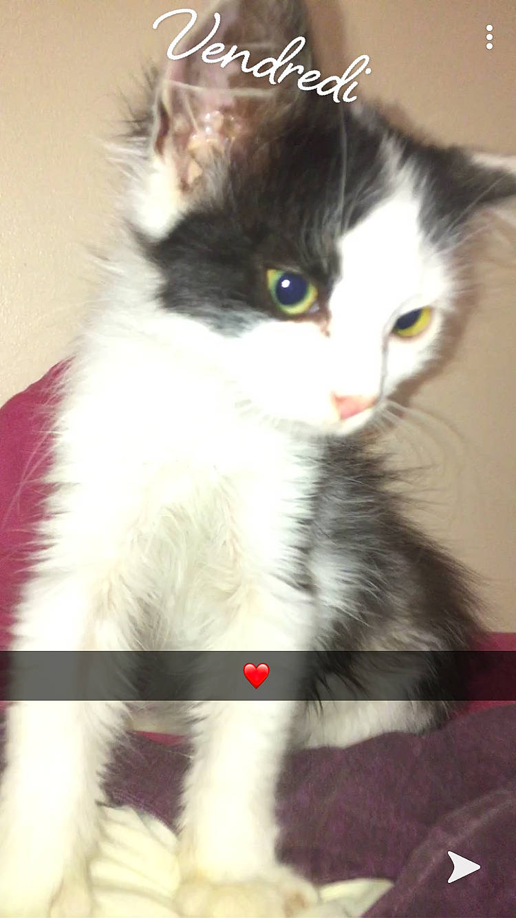 Pumba participe au concours pour gagner de l'argent avec cette photo : box, carnivore, cat, domestic_short_haired_cat, eye, felidae, fur, paw, photo_caption, small_to_medium_sized_cats, snout, tail, whiskers