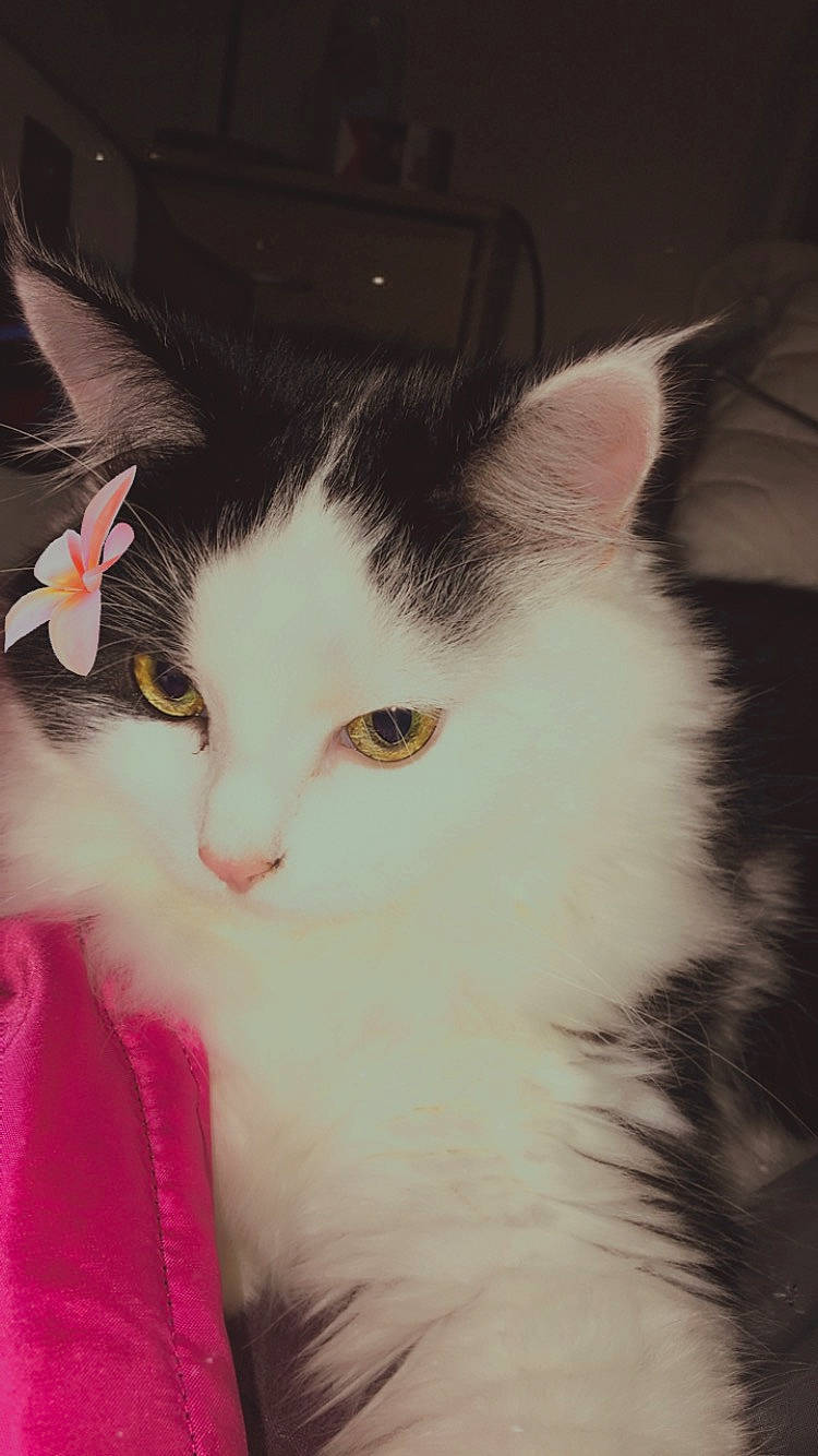 Pumba participe au concours pour gagner de l'argent avec cette photo : art, carnivore, cat, domestic_short_haired_cat, felidae, flower, fur, iris, paw, petal, small_to_medium_sized_cats, snout, tail, whiskers, window