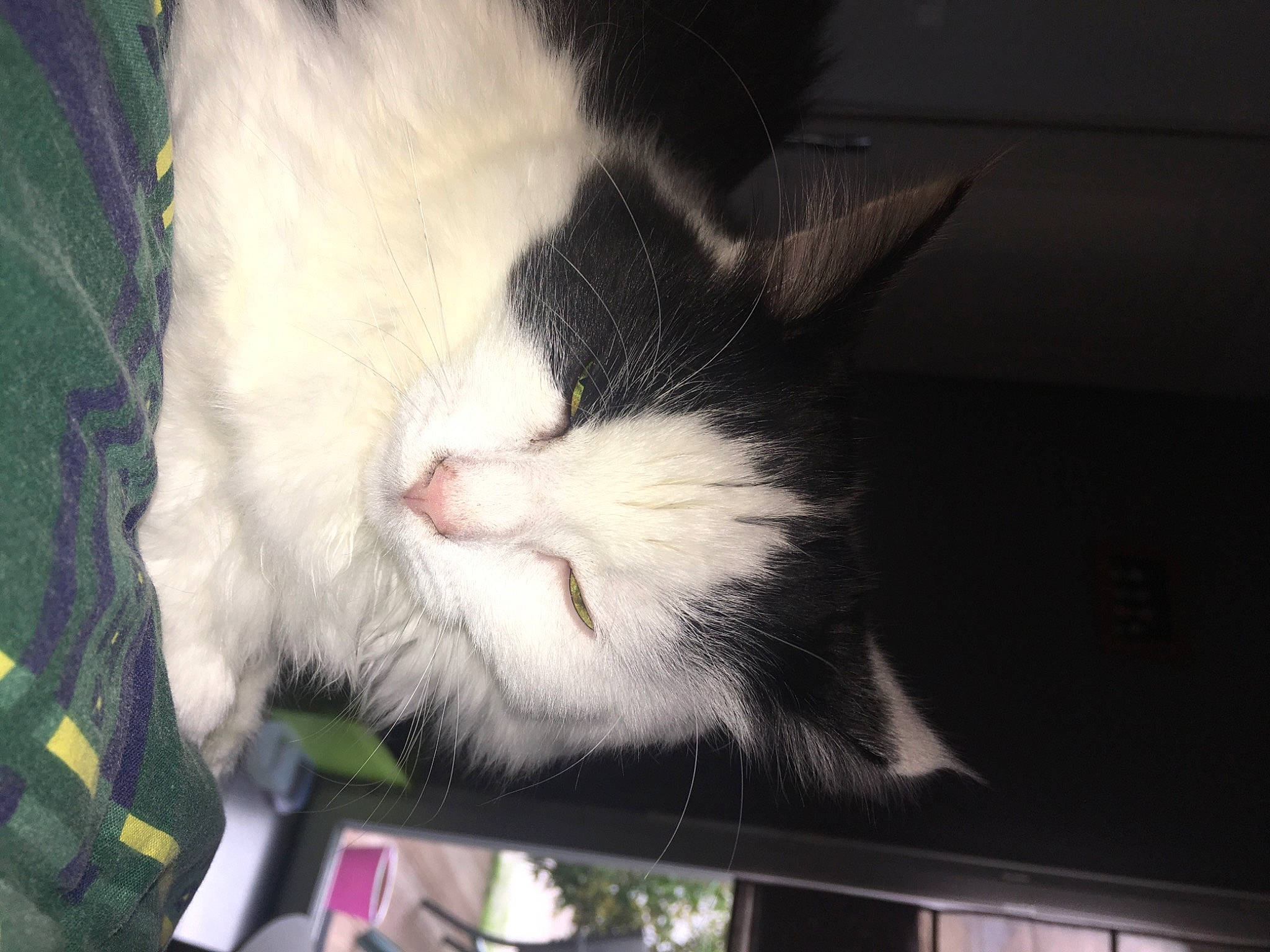 Pumba participe au concours pour gagner de l'argent avec cette photo : canidae, carnivore, cat, claw, comfort, dog_breed, domestic_short_haired_cat, ear, felidae, fur, human_body, lap, paw, plaid, sky, small_to_medium_sized_cats, snout, tail, tartan, whiskers