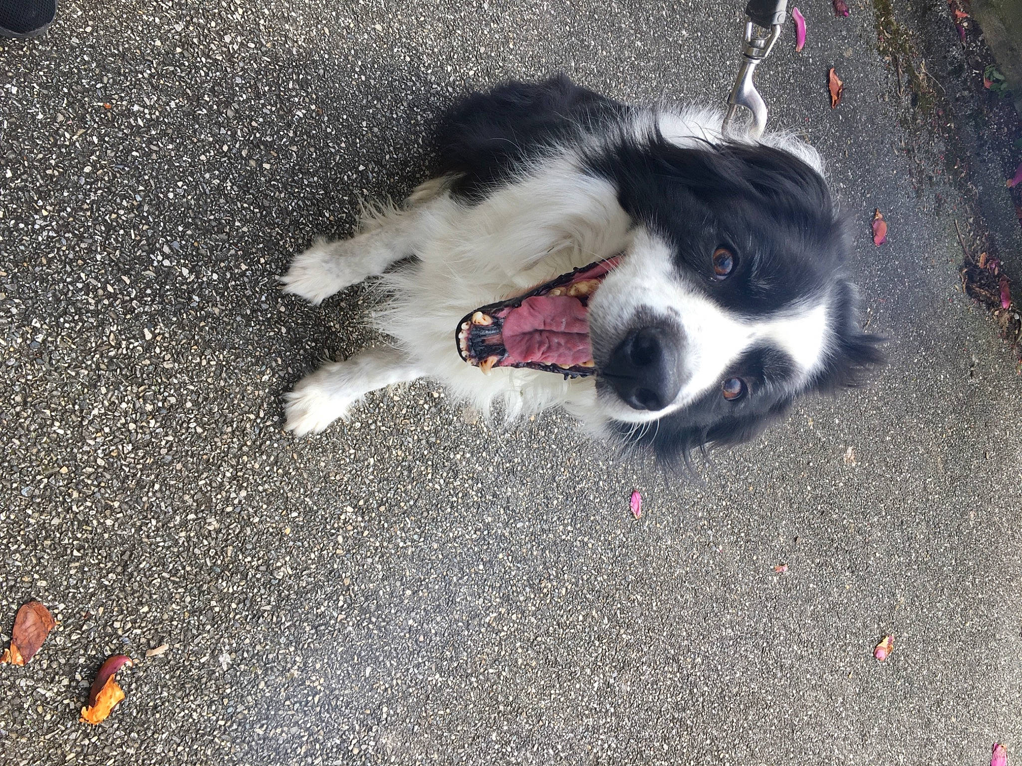 Iron participe au concours pour gagner de l'argent avec cette photo : asphalt, border_collie, canidae, carmine, carnivore, companion_dog, concrete, dog, dog_breed, fur, herding_dog, paw, road, road_surface, sidewalk, snout, soil, tail, tar, working_animal