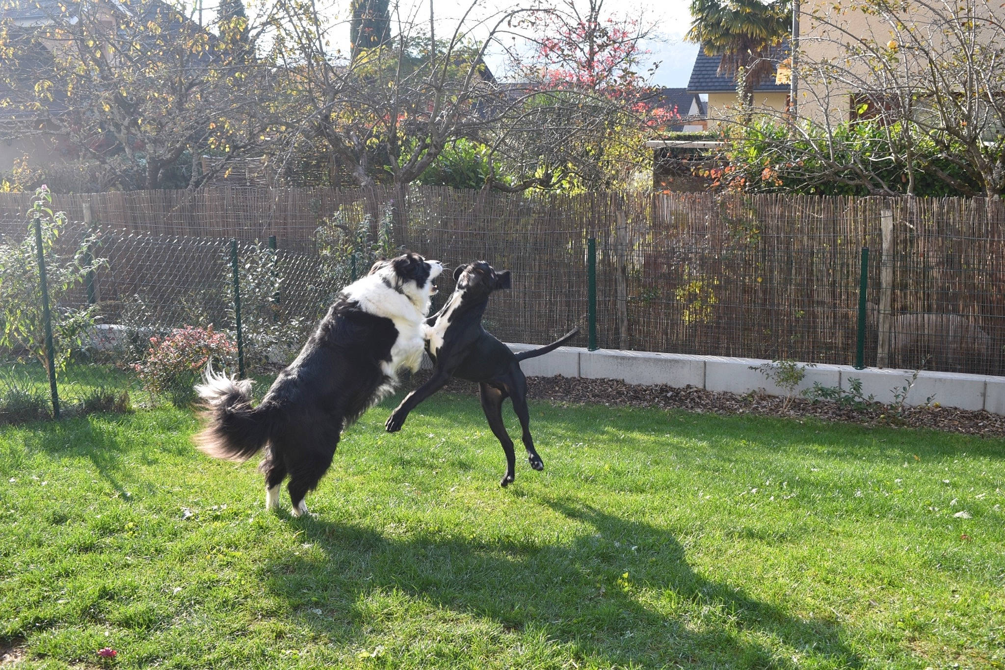 Iron participe au concours pour gagner de l'argent avec cette photo : bovine, building, canidae, carnivore, companion_dog, dog, dog_breed, fence, grass, grazing, herding_dog, house, livestock, pasture, plant, sporting_group, tail, tree, window, working_animal