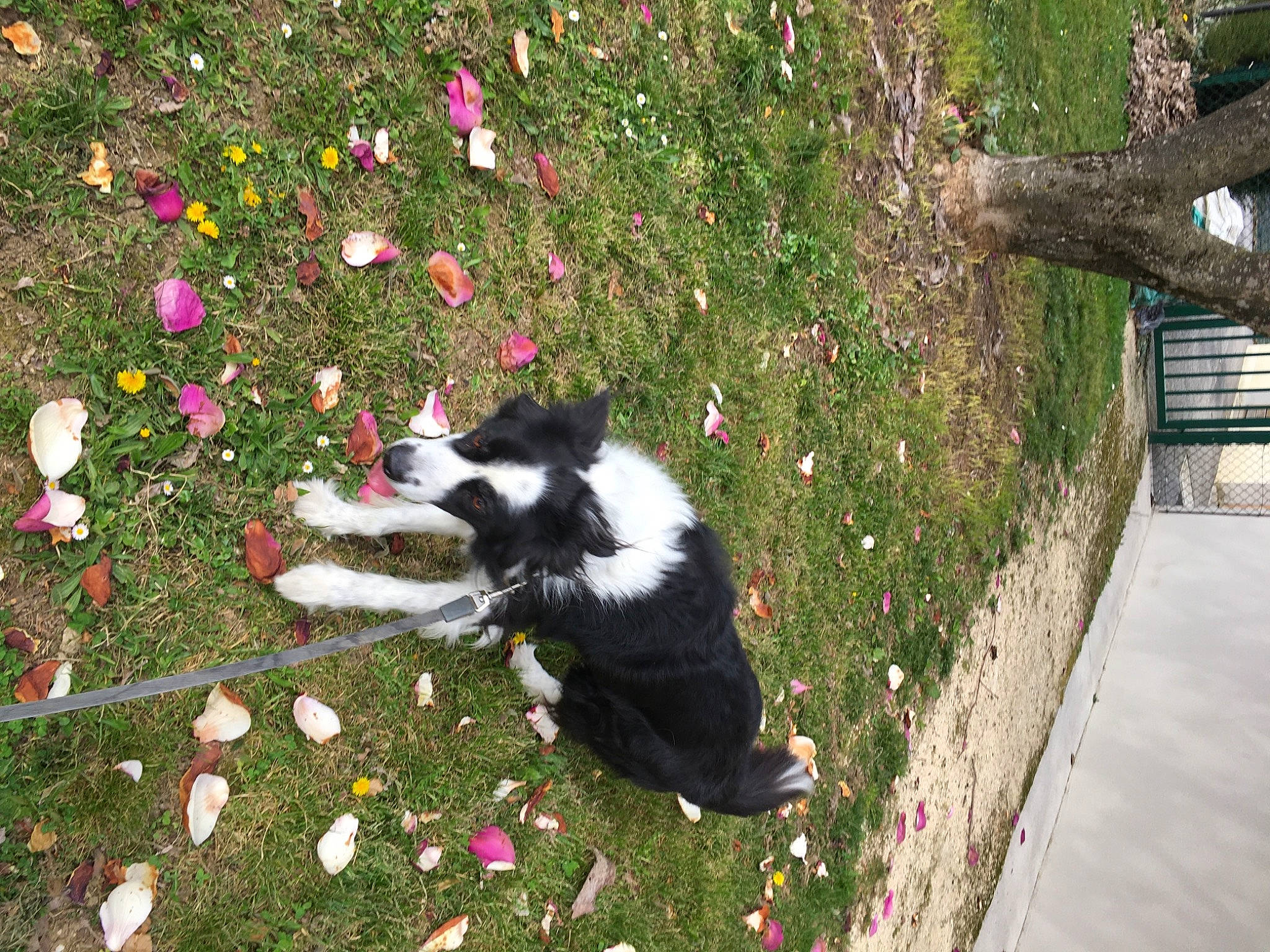 Iron participe au concours pour gagner de l'argent avec cette photo : annual_plant, canidae, carmine, carnivore, companion_dog, dog, dog_breed, felidae, flower, fur, grass, groundcover, herbaceous_plant, herding_dog, petal, plant, sidewalk, sporting_group, tail, tree